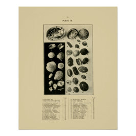 Póster NZ Shells - Paua etc.