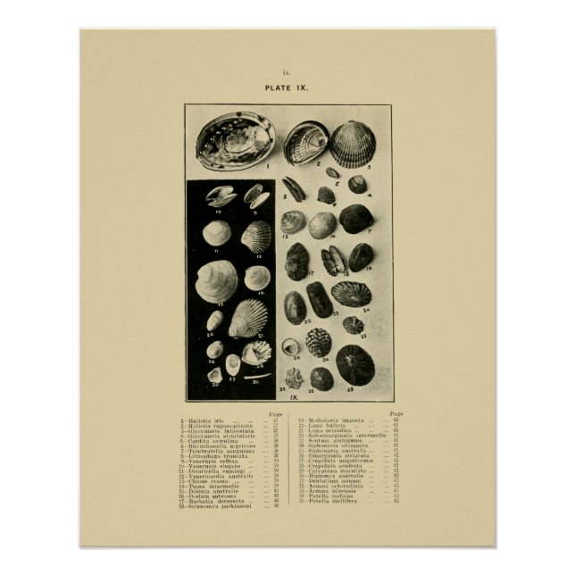 Póster NZ Shells - Paua etc. (Anverso)