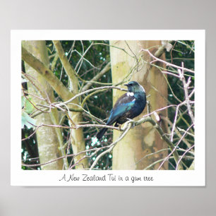 Póster NZ Tui en un árbol de goma