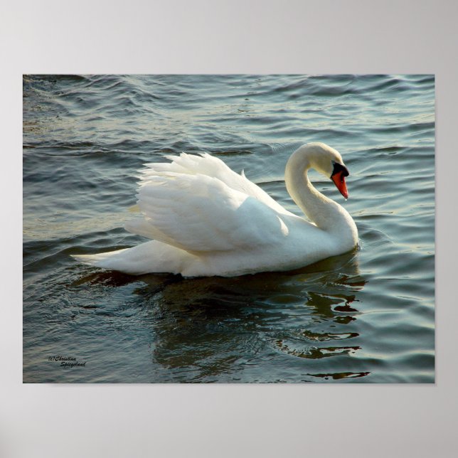Poster o impresión de cisne de ojos azules (Frente)