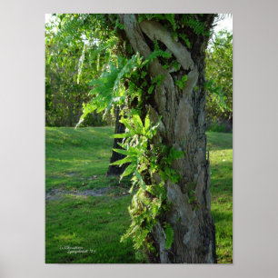 Poster o impresión de la palma de helechos de la