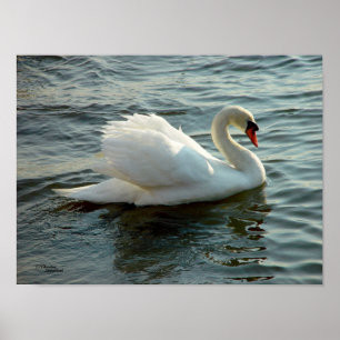 Poster o impresión observado azul del cisne