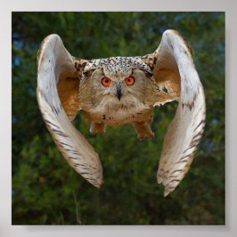 Póster O Voo do Mocho