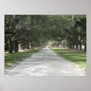 Póster Oak Alley at Boone Hall, Charleston SC Poster