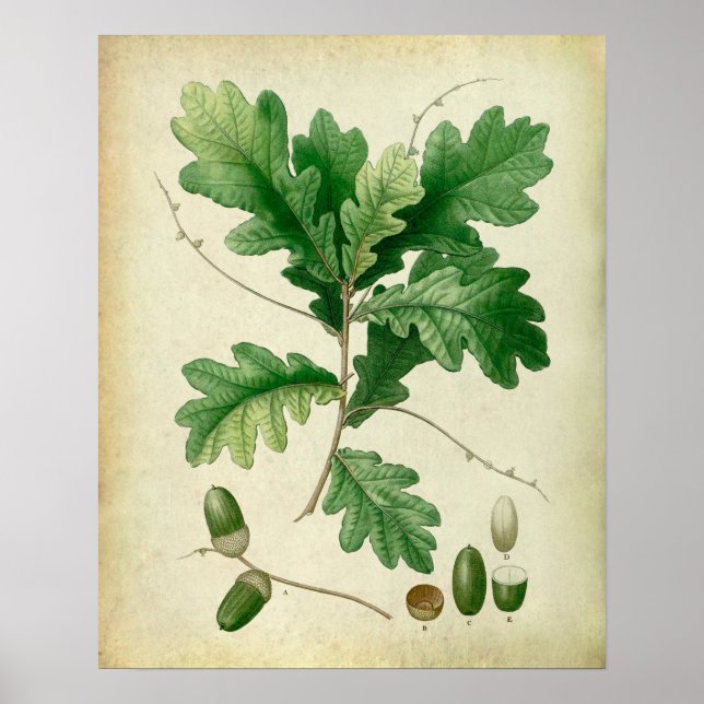 Póster Oak Leaves n.º 4 (Frente)