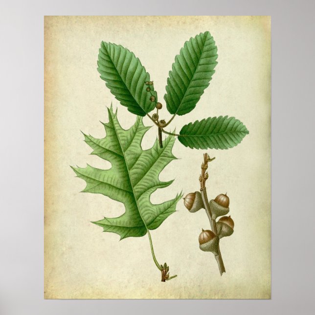 Póster Oak Leaves no.6 Farmhouse Living Room Art (Frente)