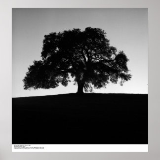 Póster Oak Tree cerca de Santa Cruz, enero de 1963