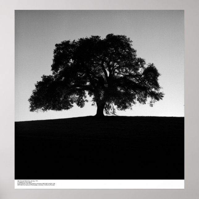 Póster Oak Tree cerca de Santa Cruz, enero de 1963 (Frente)