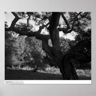 Póster Oak Tree in the West Ridge, UC Santa Cruz, 1963