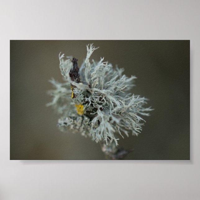 Póster Oakmoss Lichen (Frente)