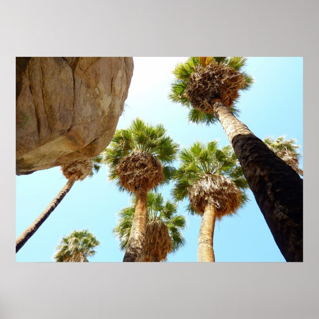 Póster Oasis Palms en el Parque Nacional Joshua Tree (Frente)