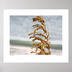 Póster Oats marinos, brisa marina