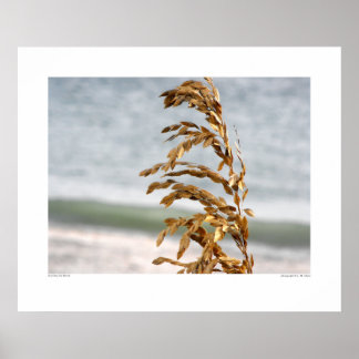 Póster Oats marinos, brisa marina