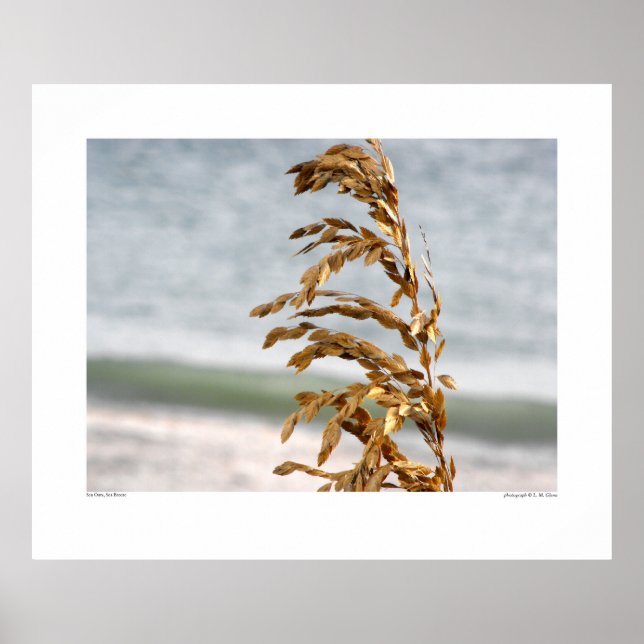 Póster Oats marinos, brisa marina (Frente)