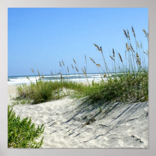 Póster Oats marinos en Ocracoke