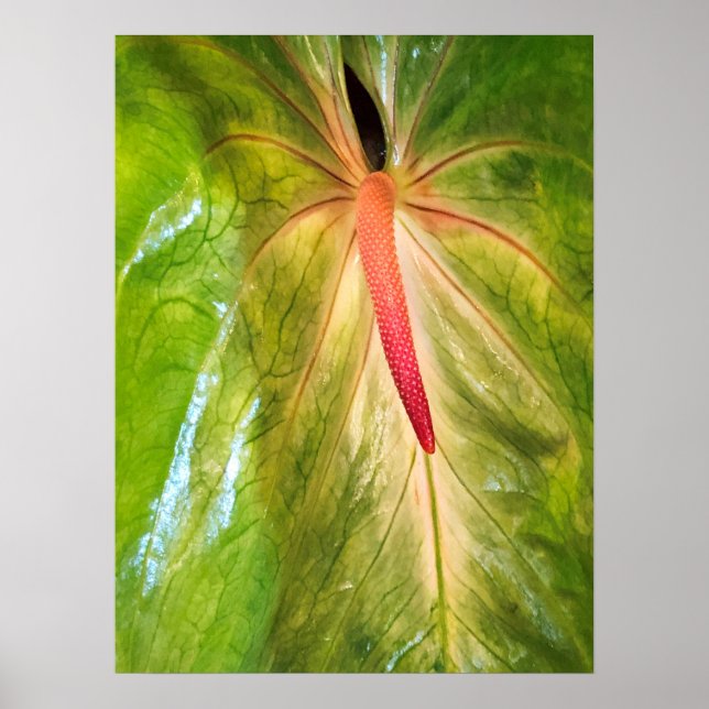 Póster Obake Anthurium (Frente)
