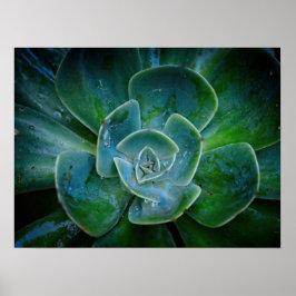 Póster Obra fotográfica - Planta Evergreen