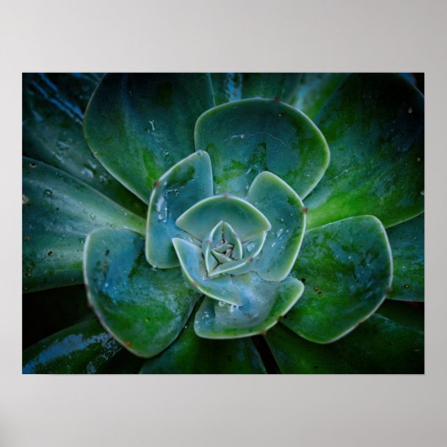 Póster Obra fotográfica - Planta Evergreen (Frente)