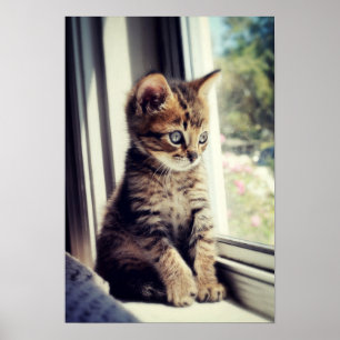 Póster Observación del gatito del Tabby