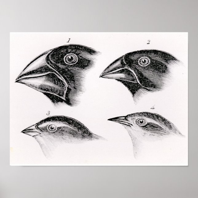 Póster Observaciones de aves de Darwin (Frente)