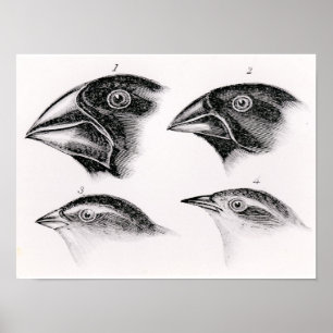 Póster Observaciones del pájaro de Darwin