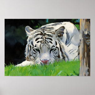 Póster Observador en la hierba - Retrato de tigre blanco
