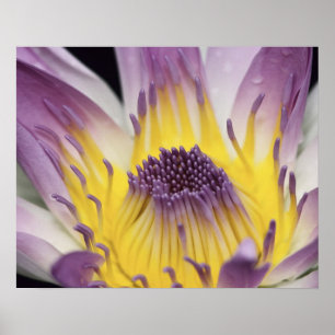 Póster Oceanía, Fiji, Púrpura Panamá Pacifica Nymphea