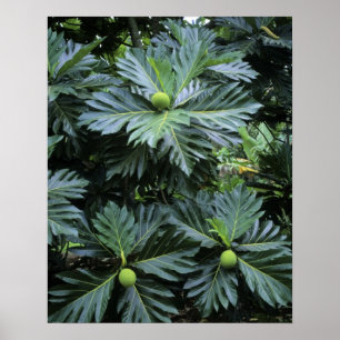 Póster Oceanía, Pacífico Sur, Polinesia Francesa,