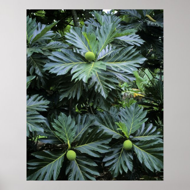 Póster Oceanía, Pacífico Sur, Polinesia Francesa, (Frente)