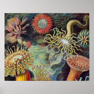 Póster Océano marino Anemone Científico