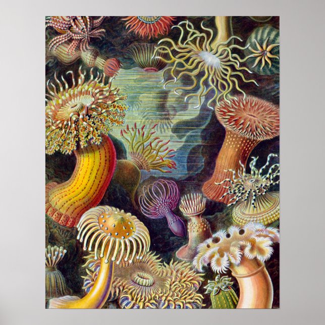 Póster Océano marino Anemone Científico (Frente)