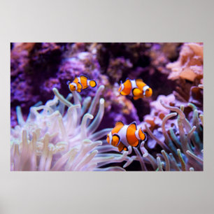 Póster Ocellaris Clowfish   Amphiprion Ocellaris