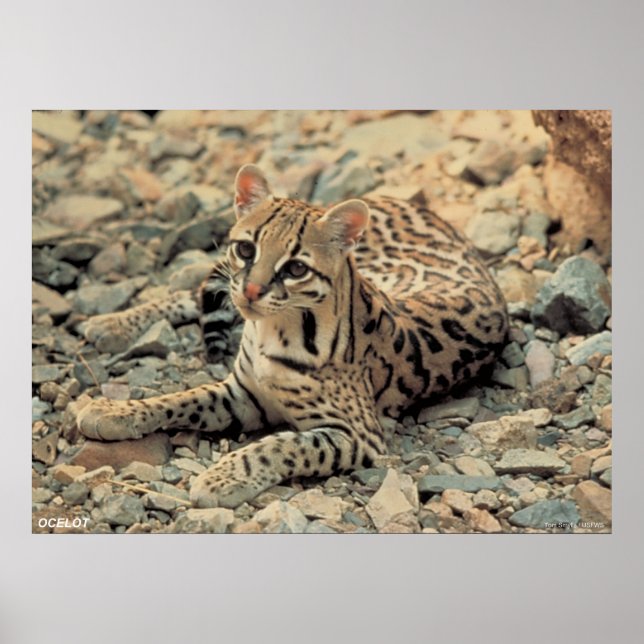 Póster Ocelot (Frente)