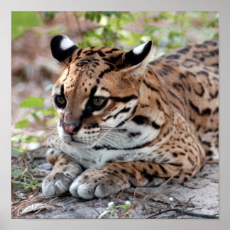 Póster Ocelot 02 9x9