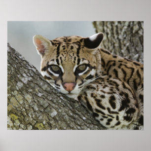Póster Ocelot, Felis pardalis, cautiva, mujer descansando