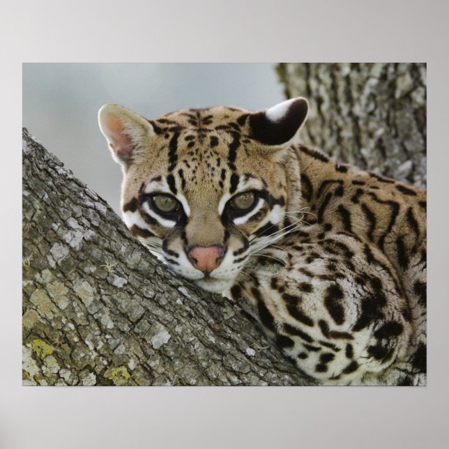 Póster Ocelot, Felis pardalis, cautivo, hembra descansand (Frente)