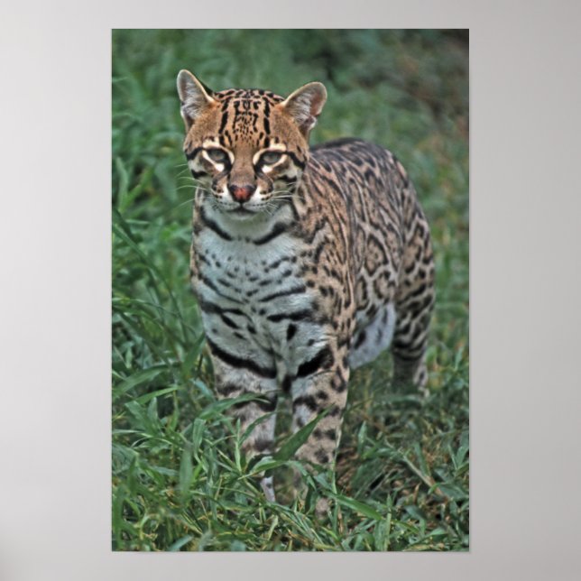 Póster OCELOT Leopardus pardalis) (Frente)