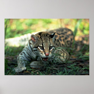 Póster Ocelot que se acuesta