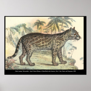 Póster Ocelot (variedad)