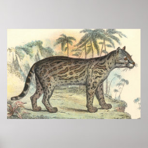 Póster Ocelot (variedad)