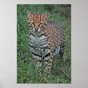 Póster OCELOTE (Leopardus pardalis) AMÉRICA CENTRAL