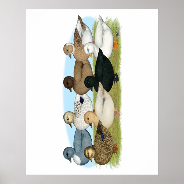 Póster Ocho Ducks de llamadas (Frente)