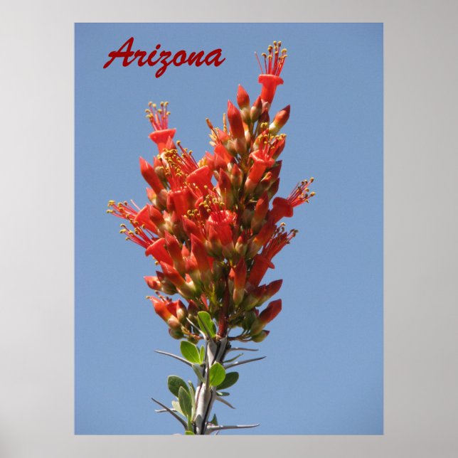 Póster Ocotillo Bloom - Arizona (Frente)