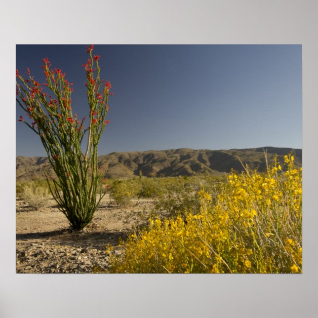 Póster Ocotillo y senna desierta (Frente)