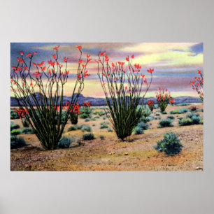 Póster Ocotillos del desierto de Arizona en flor