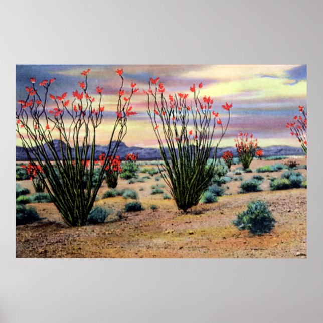 Póster Ocotillos del desierto de Arizona en flor (Frente)
