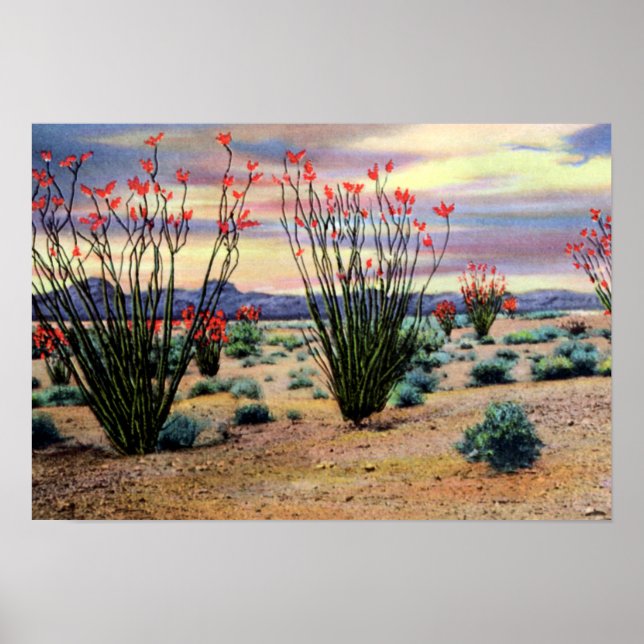 Póster Ocotillos del desierto de Arizona en flor (Frente)