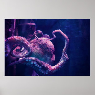 Póster Octopus