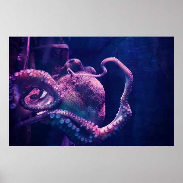 Póster Octopus (Frente)