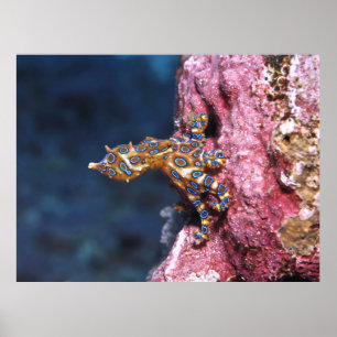 Póster Octopus de anillo azul